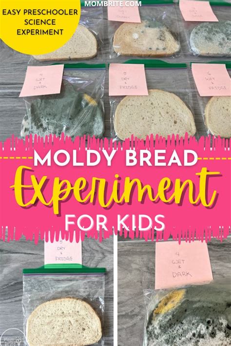mold growth on bread experiment|molding bread science fair project.
